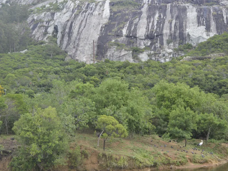 Orfeo en tiempos de rock and roll: el mito que bajó a la Tierra